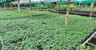 জলবায়ু সহনশীল পলিনেট পদ্ধতিতে চারা রোপণে সফল জামালপুরের চাষি